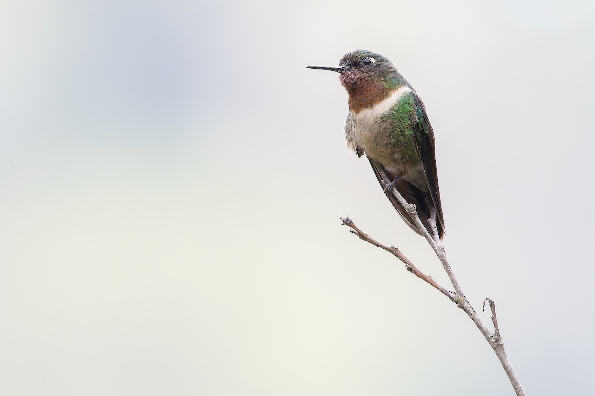 Amethyst-throated Sunangel - ML650801345