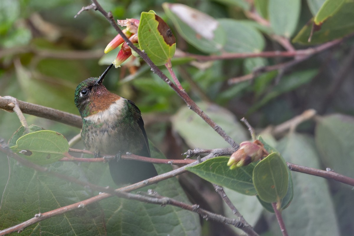 Amethyst-throated Sunangel - ML650801346