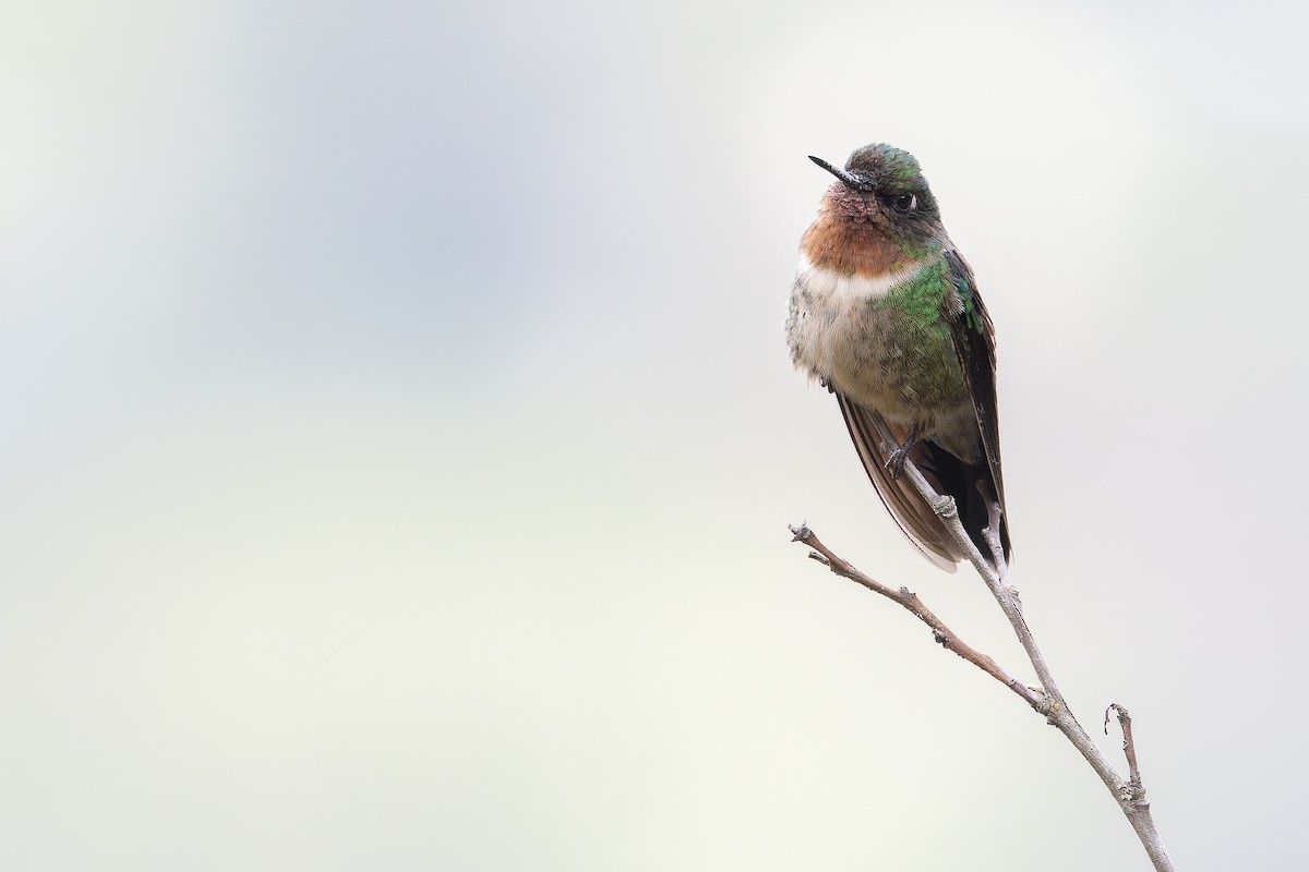 Amethyst-throated Sunangel - ML650801347