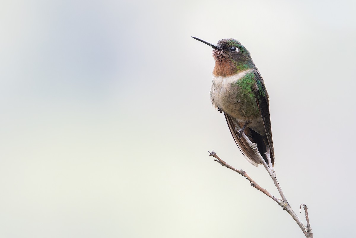 Amethyst-throated Sunangel - ML650801348