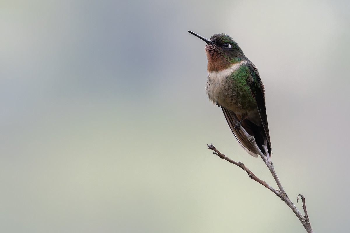 Amethyst-throated Sunangel - ML650801349