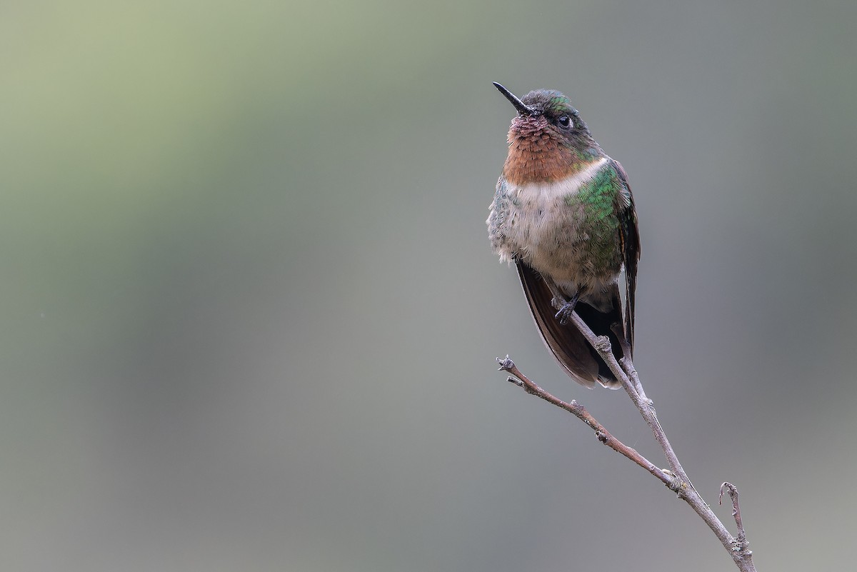 Amethyst-throated Sunangel - ML650801350