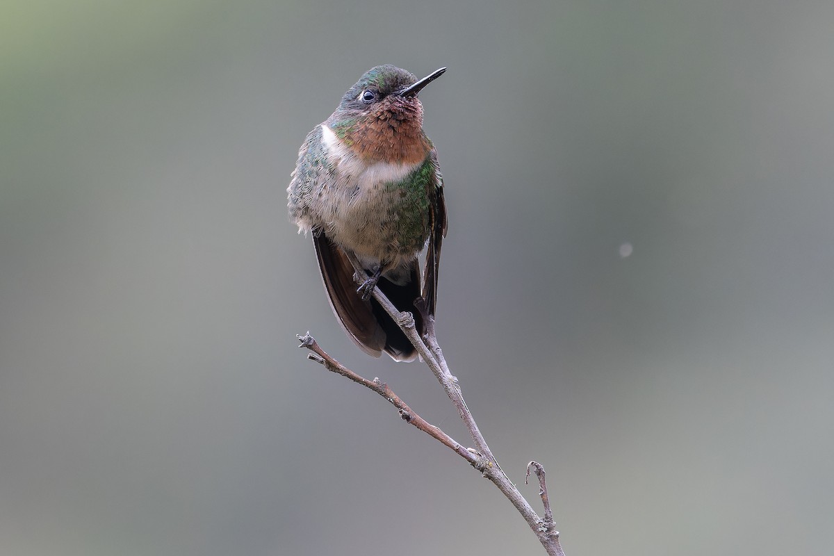 Amethyst-throated Sunangel - ML650801352