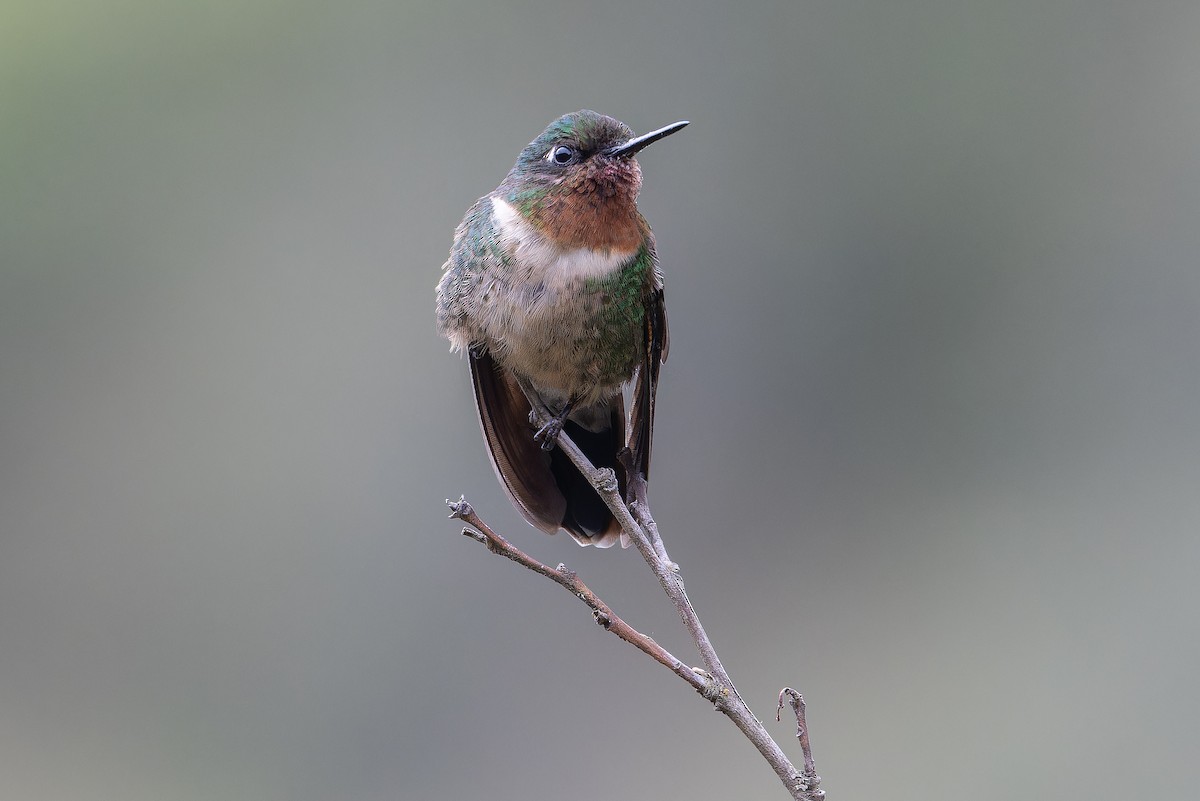 Amethyst-throated Sunangel - ML650801353