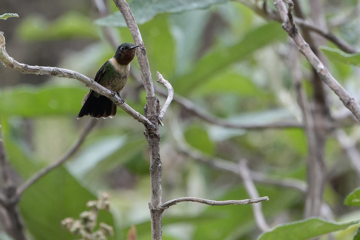 Amethyst-throated Sunangel - ML650801354