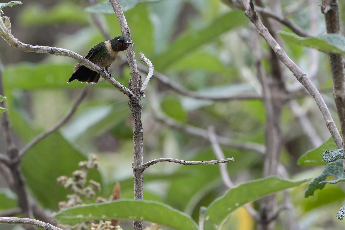 Amethyst-throated Sunangel - ML650801355