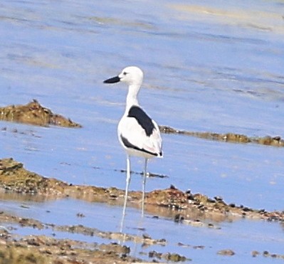 Crab-Plover - ML650801435