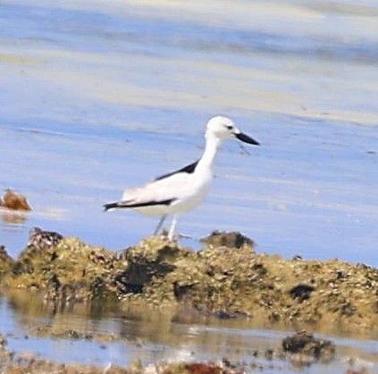 Crab-Plover - ML650801436