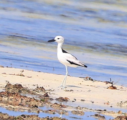 Crab-Plover - ML650801437