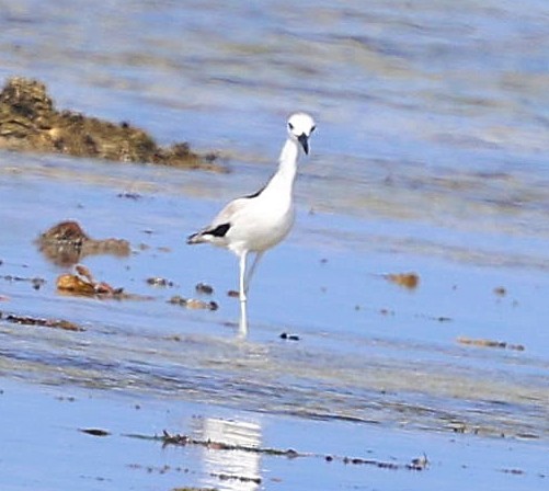 Crab-Plover - ML650801439