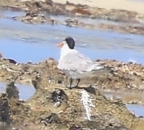 Sterna comune - ML650801582