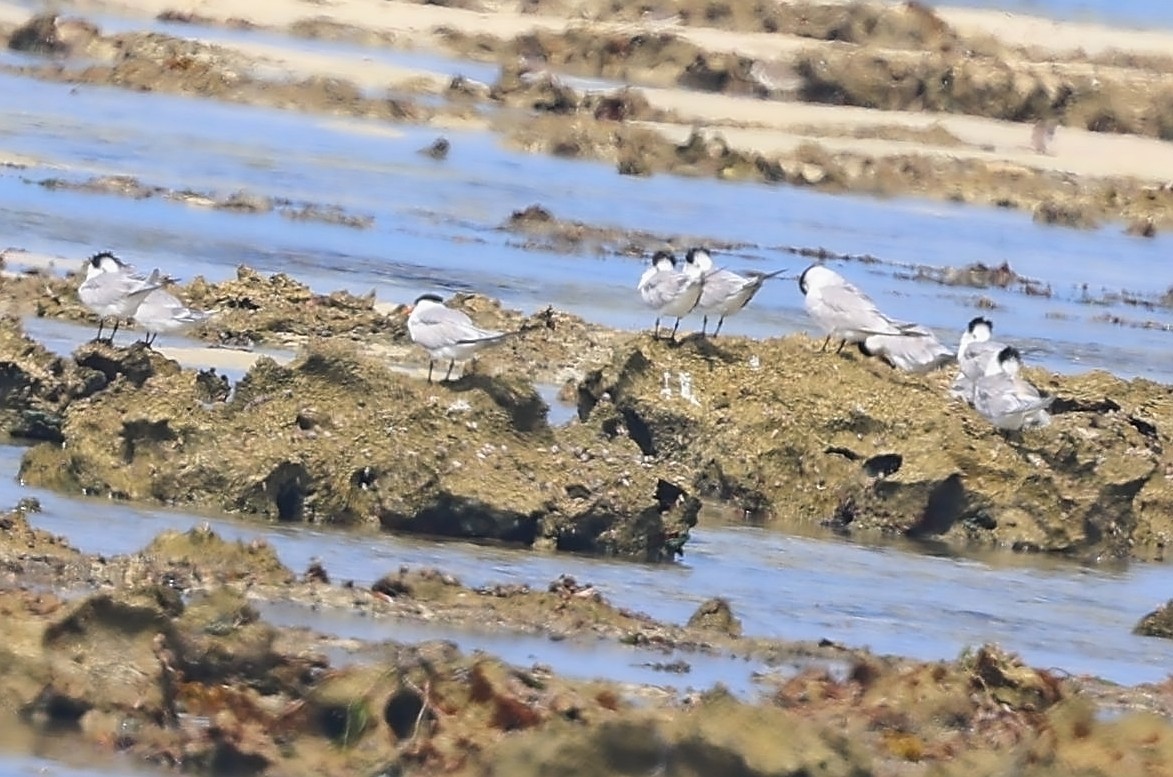 Sterna comune - ML650801583