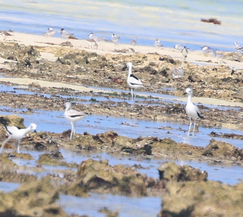 Crab-Plover - ML650801727