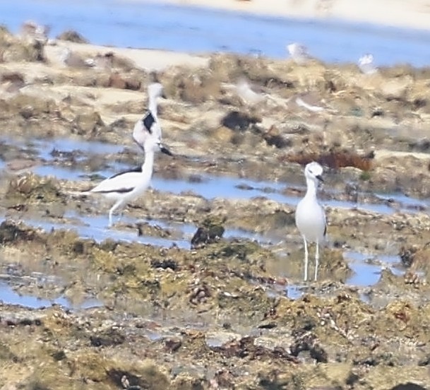 Crab-Plover - ML650801728