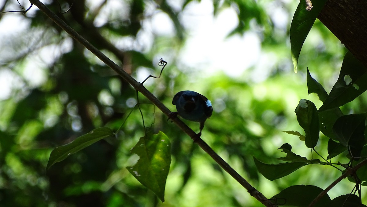 ヒワミツドリ - ML650801802