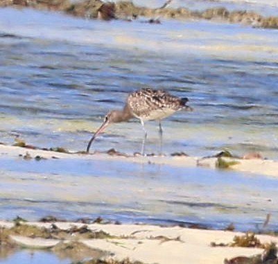 Chiurlo piccolo (phaeopus) - ML650801967