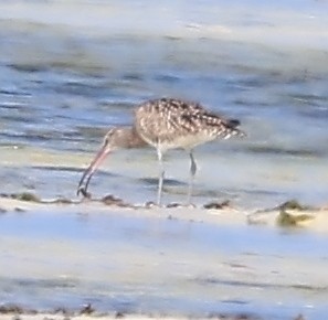Chiurlo piccolo (phaeopus) - ML650801968