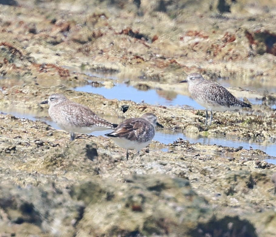 Pivieressa - ML650802052