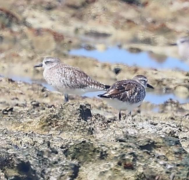 Pivieressa - ML650802053