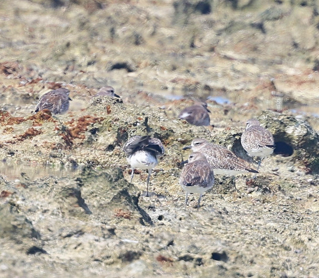 Pivieressa - ML650802054