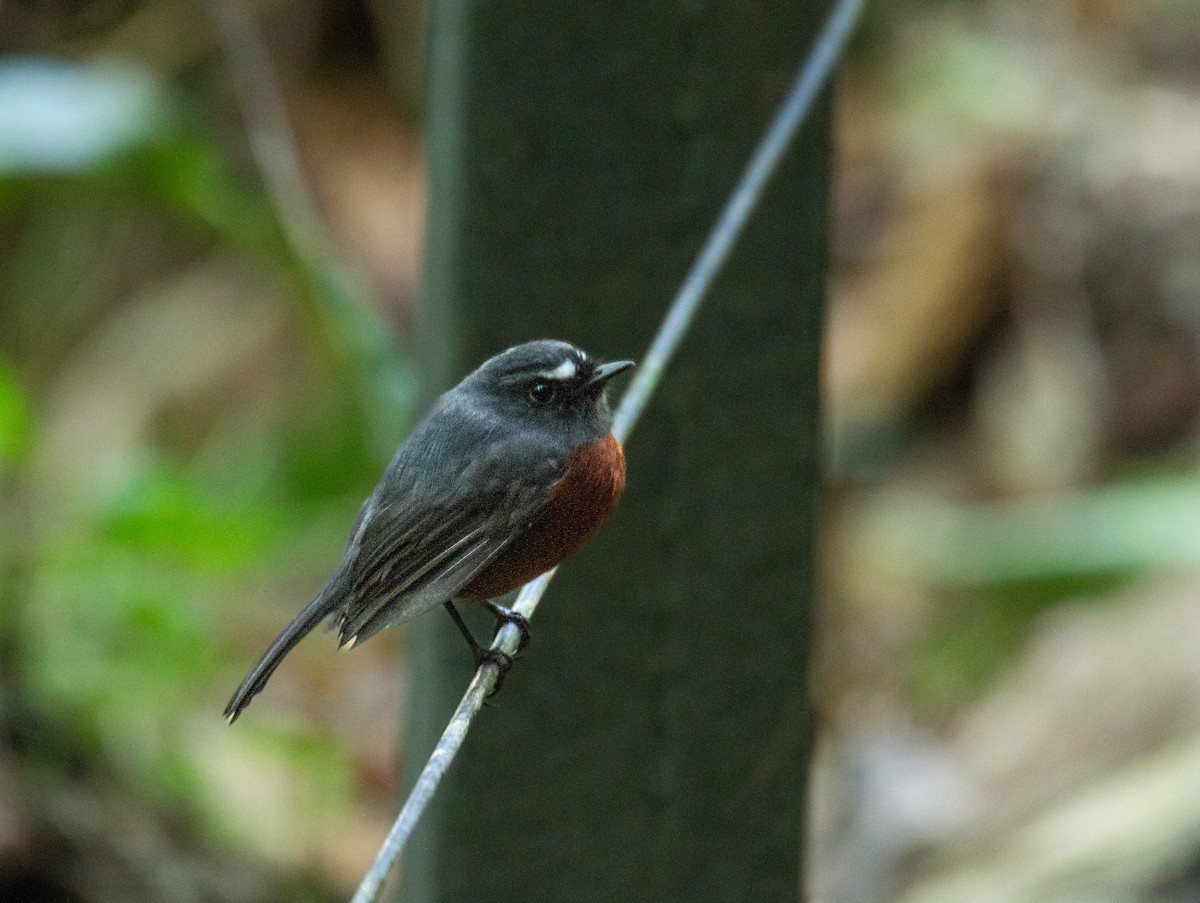 Chestnut-bellied Chat-Tyrant - ML650802135