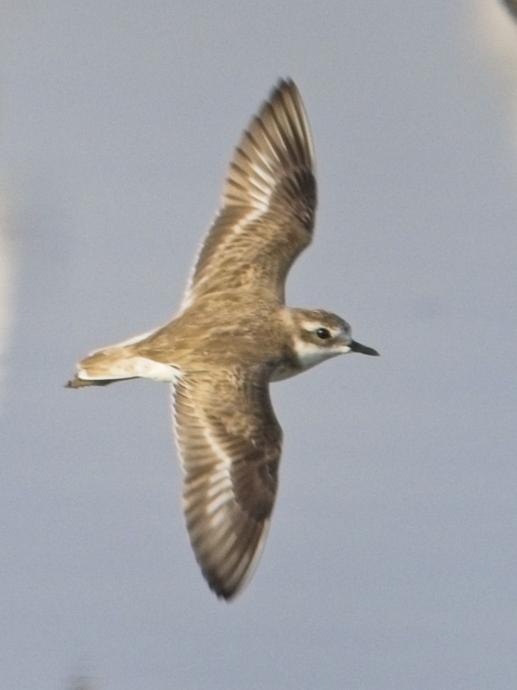 Tibet Cılıbıtı - ML650802167