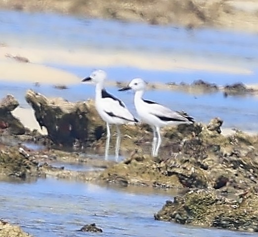 Crab-Plover - ML650802170