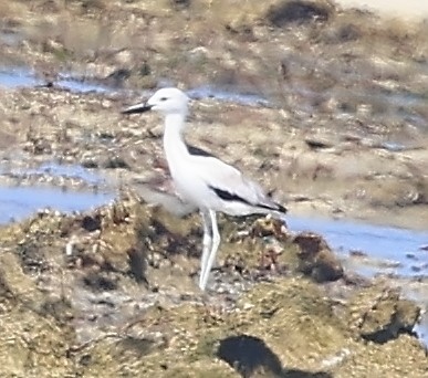 Crab-Plover - ML650802171