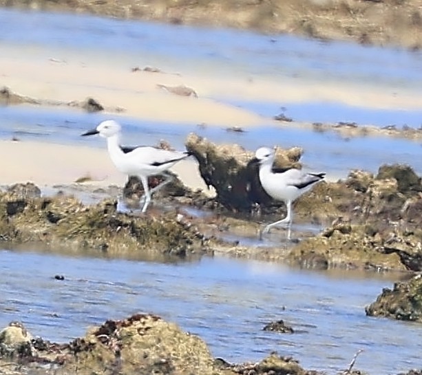 Crab-Plover - ML650802172