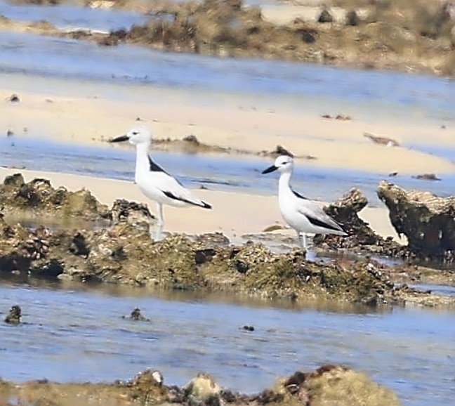 Crab-Plover - ML650802173