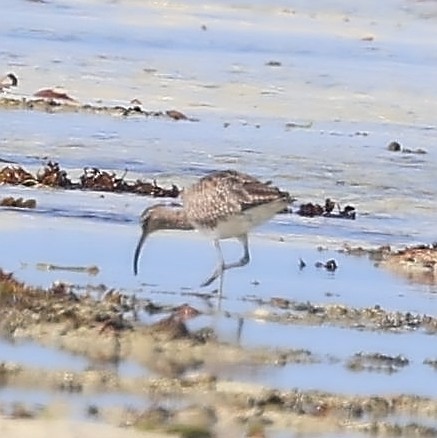 Chiurlo piccolo (phaeopus) - ML650802253