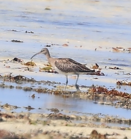 Chiurlo piccolo (phaeopus) - ML650802254