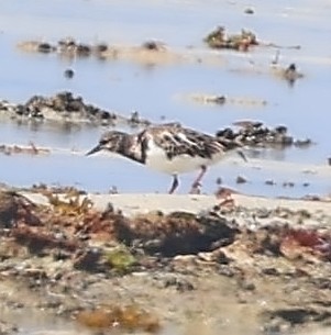 Voltapietre - ML650802300