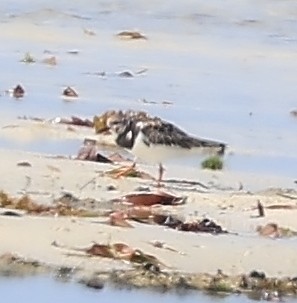 Voltapietre - ML650802301