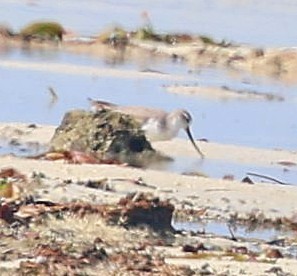 Piro piro del Terek - ML650802331