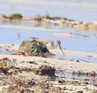 Piro piro del Terek - ML650802332