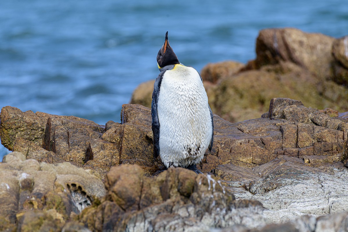 King Penguin - ML650802522