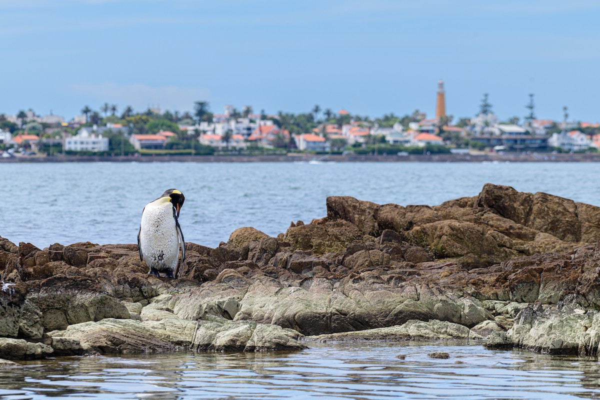 King Penguin - ML650802523