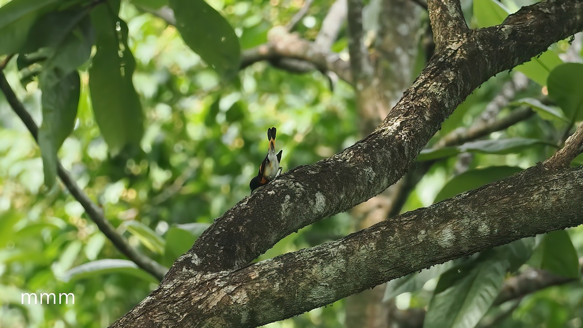 American Redstart - ML650802616
