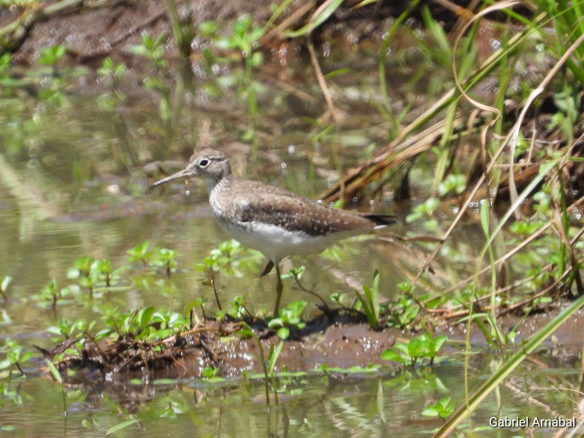 Solitary Sandpiper - ML650802701