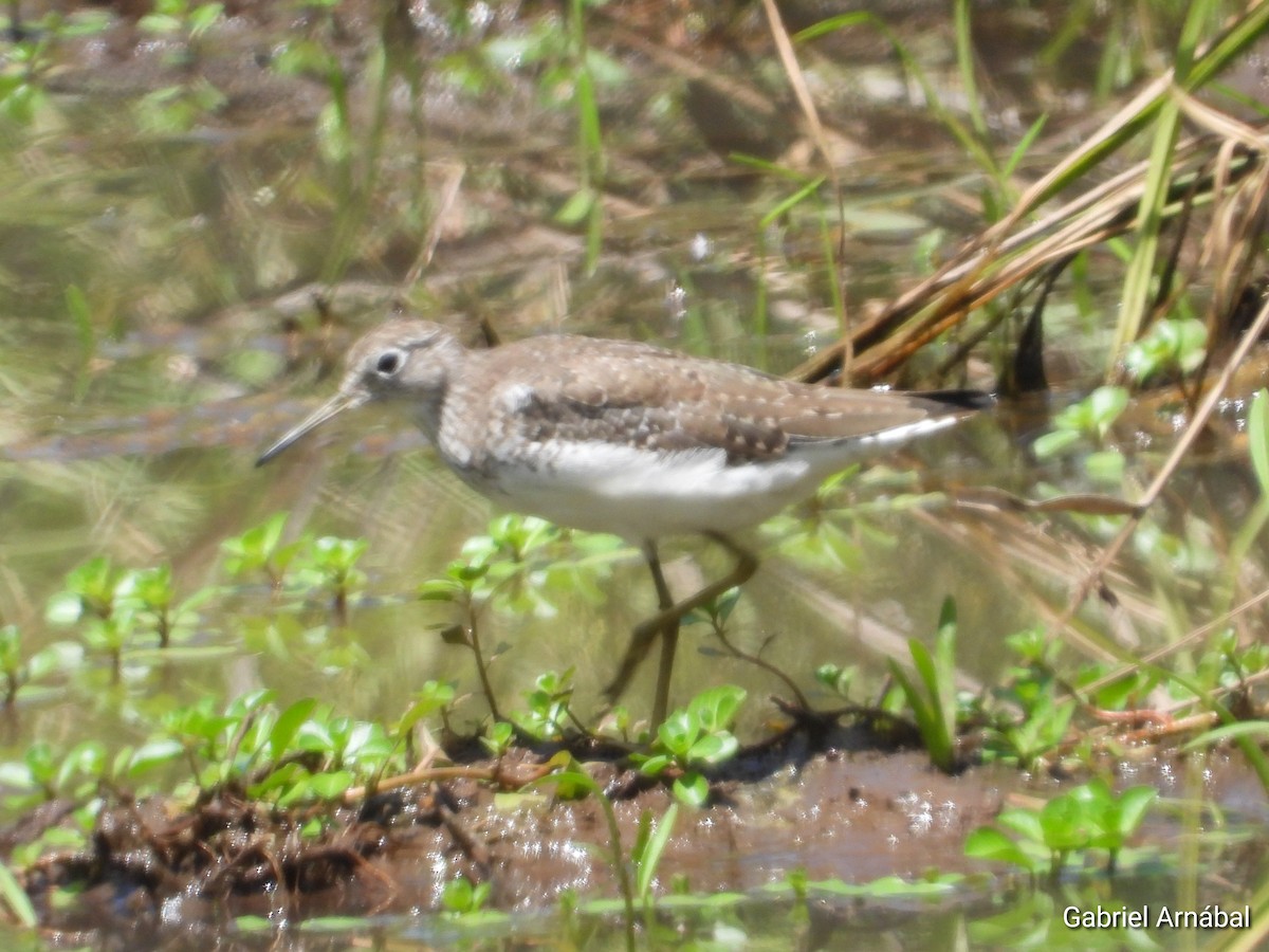 Solitary Sandpiper - ML650802702