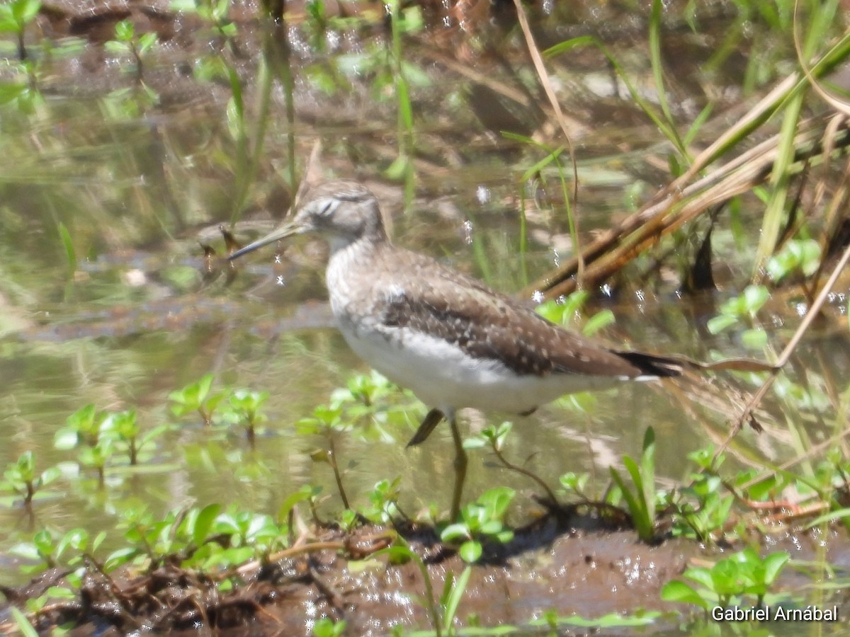 Solitary Sandpiper - ML650802703