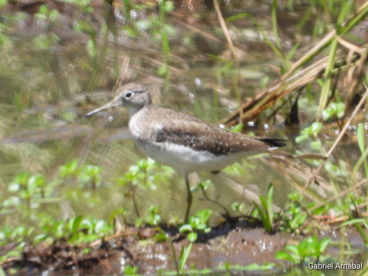 Solitary Sandpiper - ML650802705