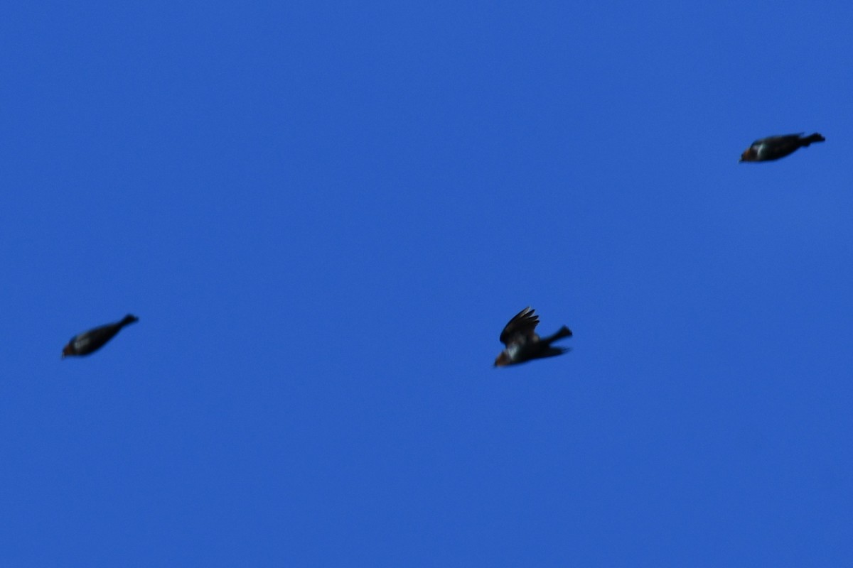 Brown-headed Cowbird - ML650803475