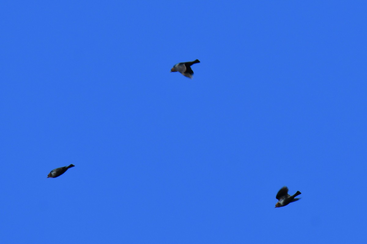 Brown-headed Cowbird - ML650803476