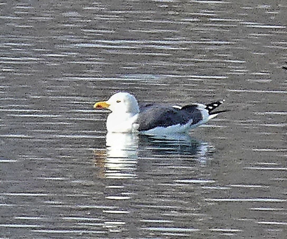 Gaviota Sombría - ML650803593