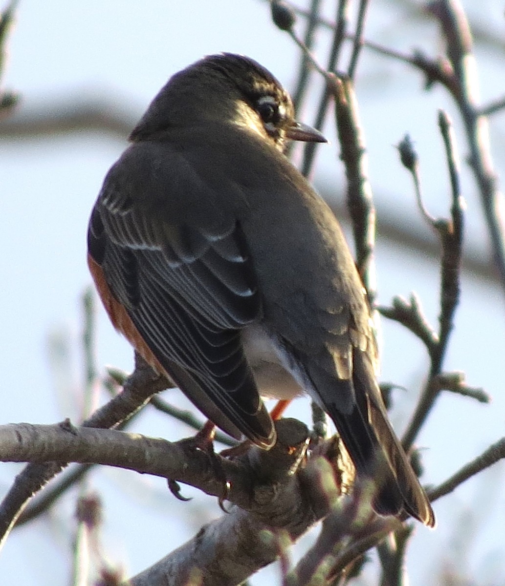 American Robin - ML650804174