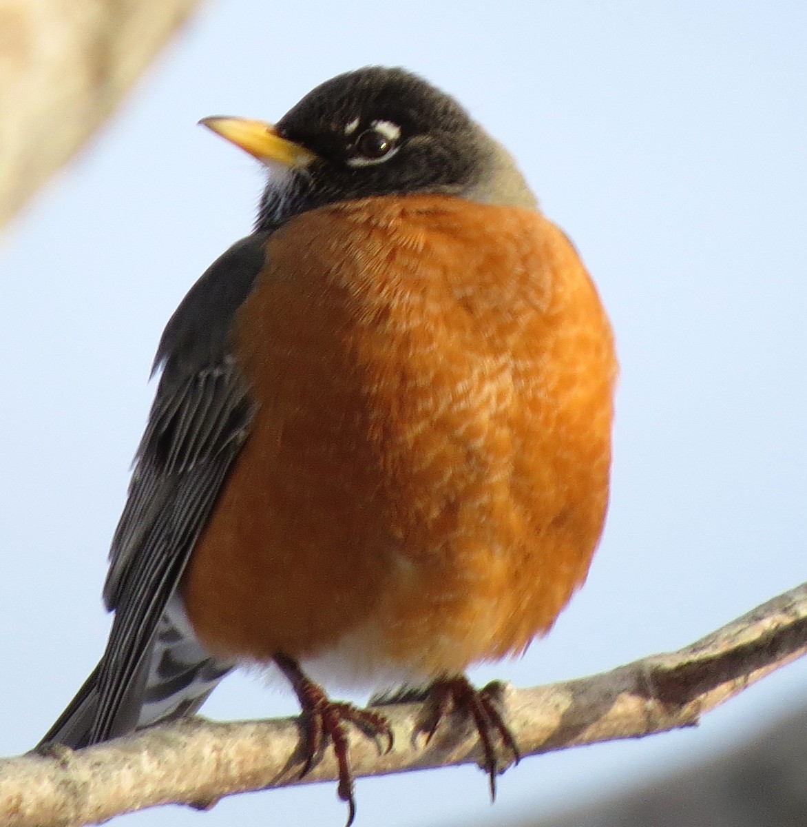 American Robin - ML650804177