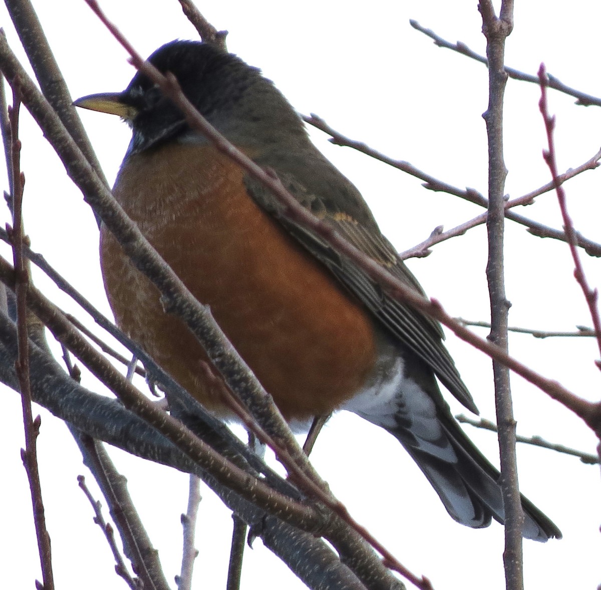 American Robin - ML650804180