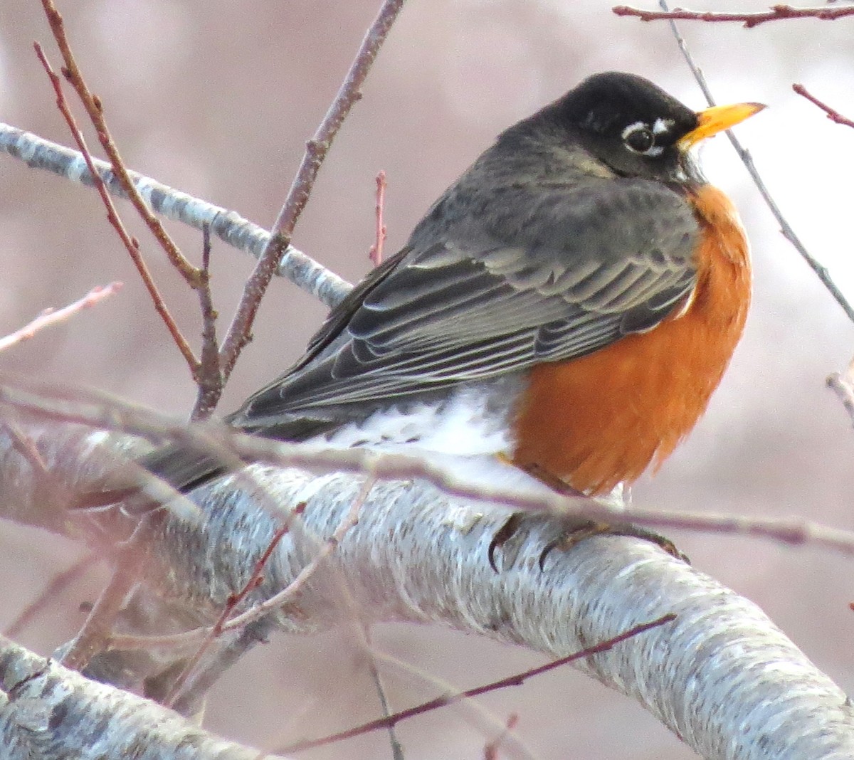 American Robin - ML650804181